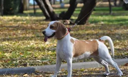 寵物業人才短缺，「鏟屎官」本科專業首設