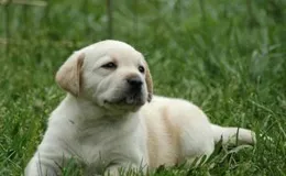 十大最聰明小型犬智商排行：誰是你家的毛孩子學霸？