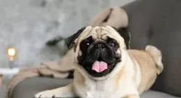 揭秘「醜川」犬種：獨特魅力與飼養指南