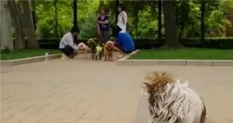 寵物傷人可直接治安處罰