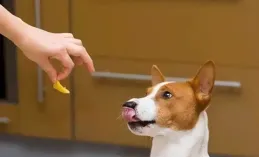 約克夏挑食吃什麽狗糧好，飽滿營養與美味融匯