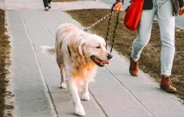 狗咬人不再和稀泥！明年起寵物傷人可直接治安處罰！早就該這樣做