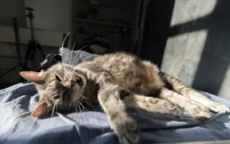 貓咪的「呼嚕語」破譯：從情感表達讀懂喵星人的小心思