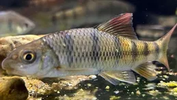 溪石斑魚卵為什麽會引起中毒？