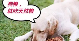 狗糧哪個牌子好，帶你了解優質品牌與選購建議