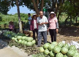 鄉村周記｜雲浮雲安白石西瓜打造鄉村振興新名片；「穿梭古今」感……