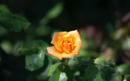 歲月深處，念你成詩