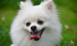 博美有淚痕吃什麽狗糧好？去淚痕狗糧品牌有哪些？深度剖析細節