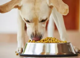 紐頓狗糧好不好？紐頓狗糧評測來了！紐頓狗糧值得入手嗎？