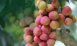 今年荔枝大豐收！10 種熱門荔枝口感大PK，一篇說清