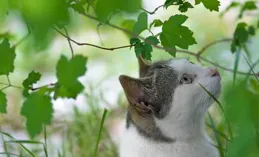 貓糧哪個牌子體驗比較好？品質與口碑全方位解析