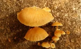 湖南5歲男童誤食毒蘑菇不幸去世，曾說「爸爸別擔心我」，5名中毒親屬已脫險