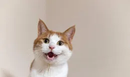 揭秘貓咪回應呼喚的四大訊號，你讀懂了嗎？