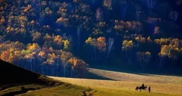 長城觀察丨「海底草原」緣何重現生機