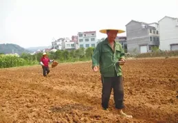 「兩糧一菜」接茬種 「一地多收」惠農民