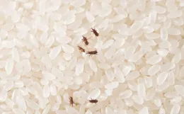 密封包裝的大米為什麽會生蟲？大米出現 2 種情況，千萬別再吃了！