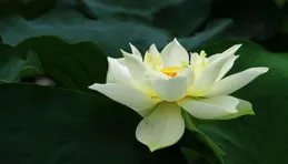 散文:六月，持一朵桔梗花為你送行