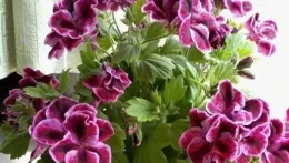 地栽VS盆栽開花差3倍！老花匠絕不外傳的爆花秘訣