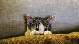 貓糧十大名牌排行榜：最佳貓咪飲食推薦與評測