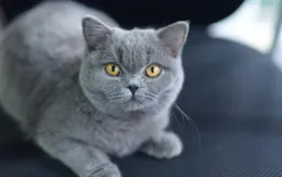 懶人養什麽貓最省心？這6種貓，越「懶」越愛你！