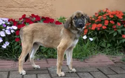 狗狗突然變身「小羊」啃草吃？別慌！揭秘汪星人吃草的N個真相