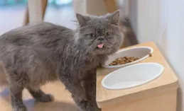 波斯貓掉毛吃什麽貓糧？哪些牌子的貓糧好，值得信賴的優質選擇