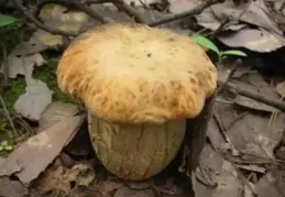 彌勒野生菌出啦！價格...