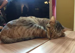 貓咪睡姿大揭秘：枕頭邊vs腳邊，誰才是真愛？