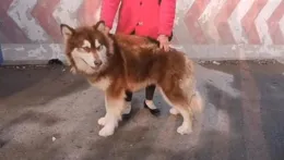 阿拉斯加不長肉吃什麽狗糧好？有什麽長肉狗糧？使用者體驗解讀