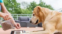 狗糧什麽牌子體驗比較好？探索優質選擇與品牌亮點