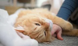 貓咪「肌膚接觸」訊號大揭秘：讀懂愛貓心聲，開啟幸福相伴之旅