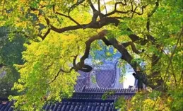 晚潮｜恩澤綿長義貞祠