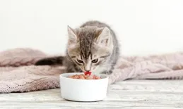 口碑最好的十大貓糧品牌，適合每只愛貓的優質選擇