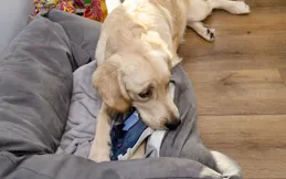 狗狗感冒能自愈嗎？關鍵看這3種感冒型別！