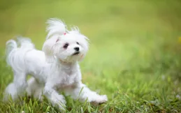 大型犬 vs 小型犬：你的生活方式更適合養哪種？