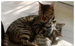 流浪貓怕人躲角落，8天黏上金毛，逆襲成家寵？