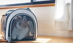 夏日炎炎，為愛貓打造「停電安全堡壘」的5大秘籍