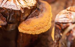 桑黃的奇妙作用：千濟方的桑黃傳奇