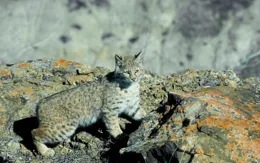 從狩獵本能揭秘：你家貓咪為何突然撲咬主人？