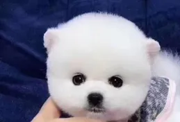 博美偏瘦吃什麽狗糧好？高營養狗糧有哪些品牌推薦與分析