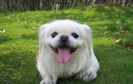 京巴犬毛發粗糙吃什麽狗糧？對毛發好的狗糧有哪些？深度剖析