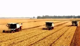 已收2.6億畝 全國夏糧小麥進入收獲高峰期