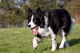 牧羊犬智商排行榜：誰是最強工作犬？