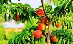 新諾威：註射用SYS6040藥品臨床試驗申請獲美國FDA批準