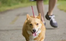 柯基犬挑食吃什麽狗糧？什麽牌子的狗糧適口性高？一文分析