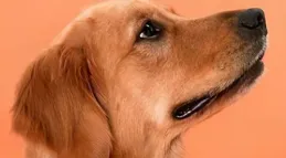 十大公認最好的狗糧品牌，寵率、樂頓與饞不膩三大推薦