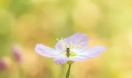 人到晚年，異性悄然靠近：是桃花？不，是你心開了光！