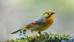 錢江源—百山祖國家公園候選區：「這是一個動植物樂園」