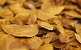 探秘〈本草綱目〉中的桑黃：古老藥材的傳奇功效