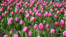 【20度的麗江】包出片的！「聽花谷」百畝花海迎客